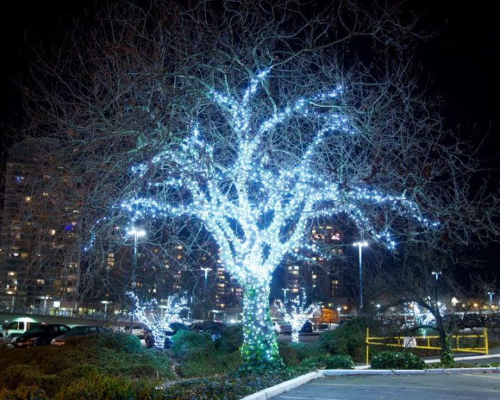 Commercial Lighting Install - Pure White Mini Light Tree Wrap