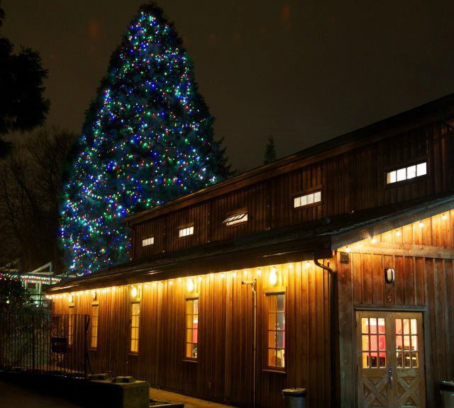 Commercial Christmas Light Installation - Multicoloured Lights In Sequoia Tree