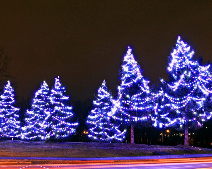 Commercial Christmas Lighting - Super-Bright Globe Lights on Evergreen Trees - Pink Teal and Pure-White