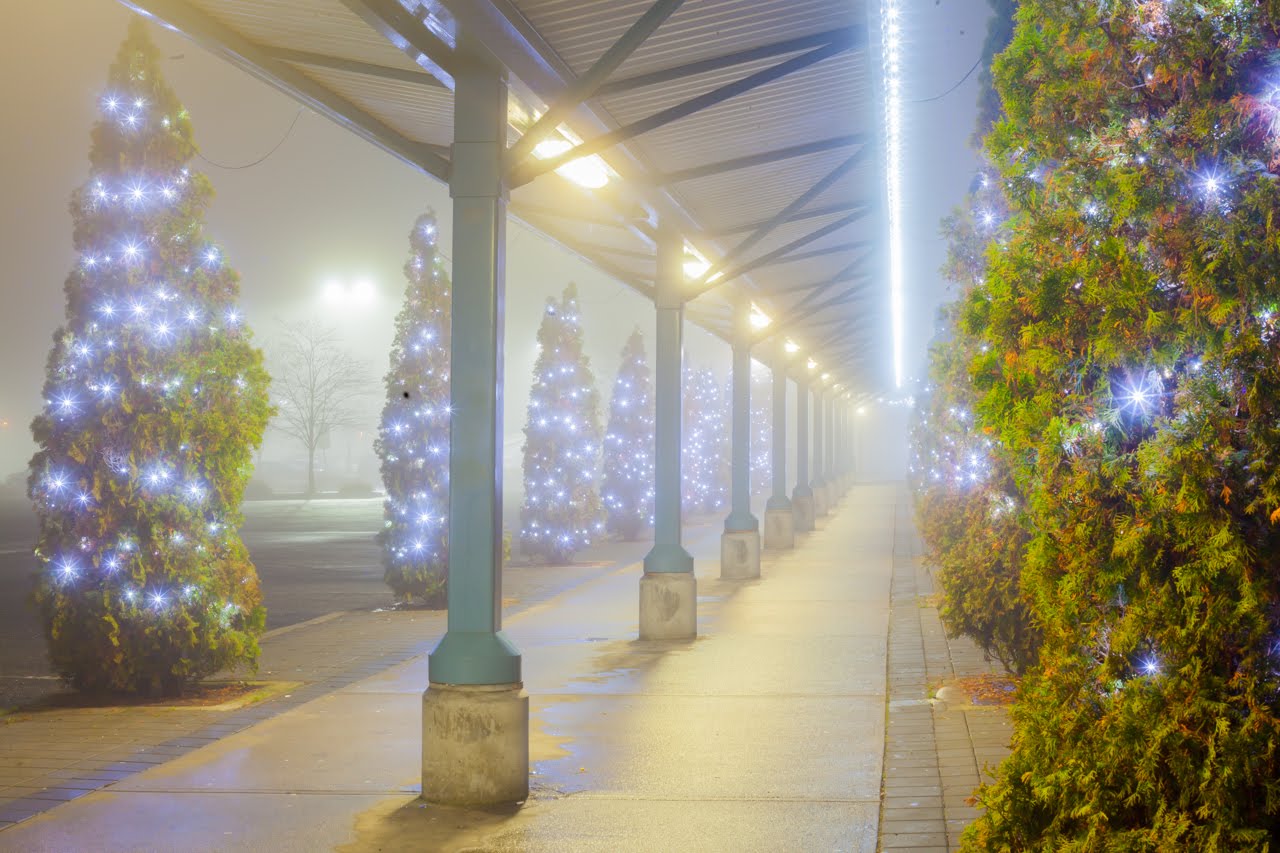 Christmas Lights - Pure White Mini-Lights Canopy Wrap in Hedges