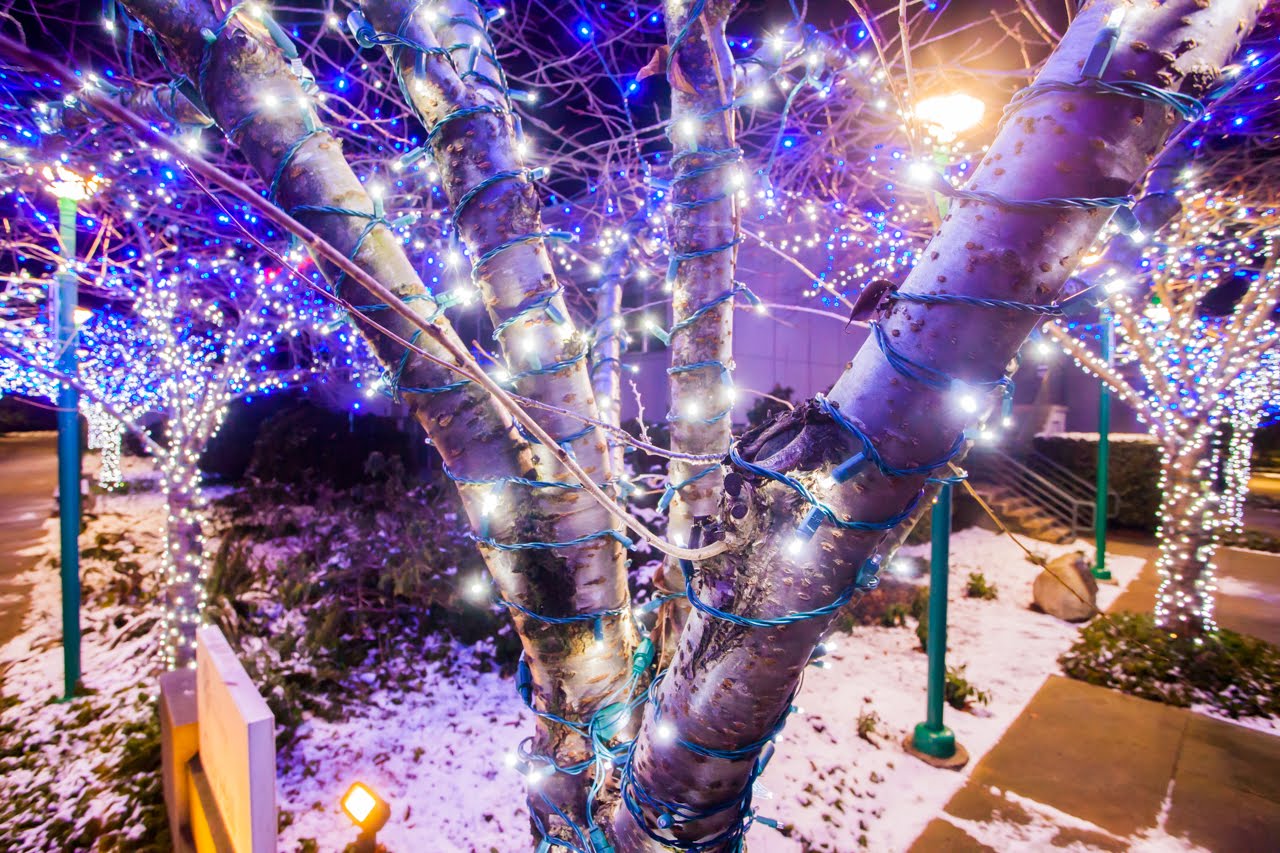Tree Christmas Lights