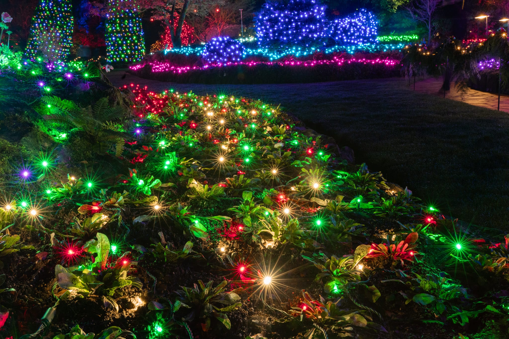 Colourful lighting illuminates bushes and trees at a large outdoor garden in Victoria, BC.