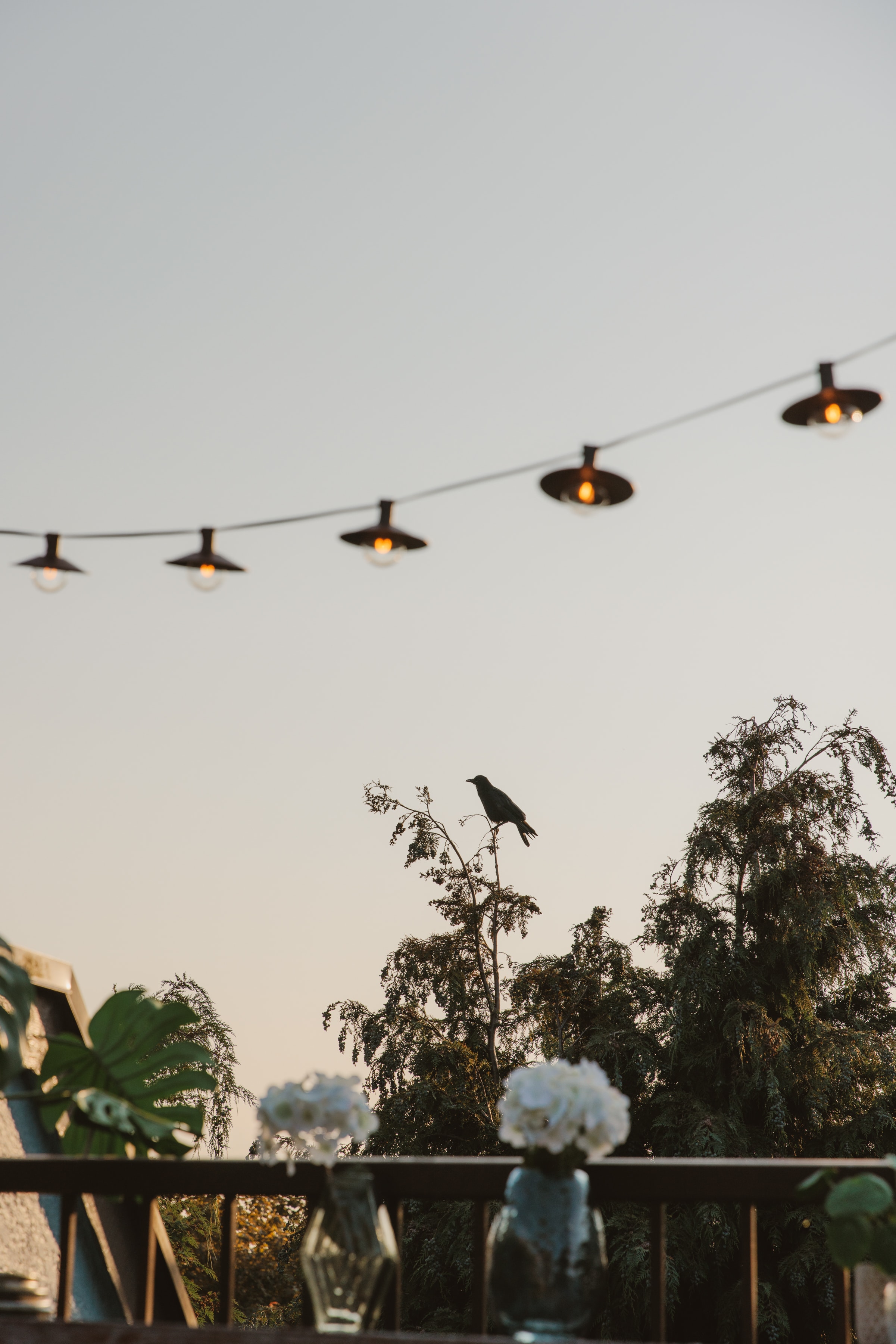 Custom patio lights hang above patio above treeline with crow sitting on branch.